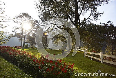 Beautiful garden Stock Photo