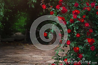 Beautiful garden with blooming rose bushes in summer Stock Photo