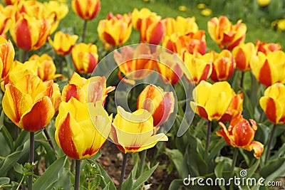 Beautiful garden flowers, bright tulips Stock Photo