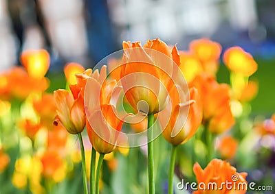 Beautiful garden flowers. Bright tulips in spring park. Urban landscape with decorative plants. Stock Photo