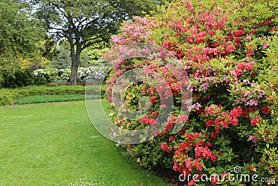Beautiful garden with flowers and green trees Stock Photo