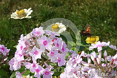 Garden plants flowers. Stock Photo