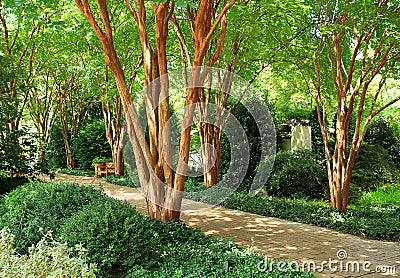 Beautiful garden path with dappled sunlight coming from crepe myrtle trees Stock Photo