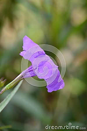 Purple flower. Ruellia tuberosa, minnieroot, fever root, snapdragon root and sheep potato Stock Photo