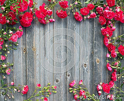 Beautiful garden red roses on weathered wood retro styled textured background. Romantic floral frame background. Stock Photo