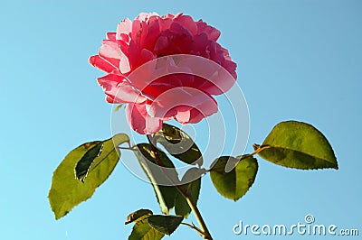 Pink rose against the clear blue sky Stock Photo