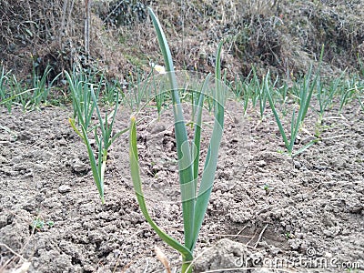 Beautiful garlic field. Stock Photo