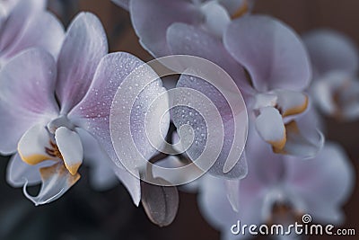 Beautiful gentle orchid flowers are taken in soft light. Stock Photo