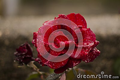 Red rose in a gloomy rainy day Stock Photo