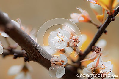 beautiful gentle spring colours Stock Photo