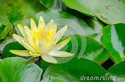 Beautiful gentle Yellow Lotus in a pond at a botanical garden. Stock Photo