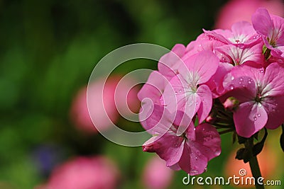Beautiful geranium flowers Stock Photo