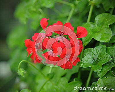 Beautiful geranium flowers Stock Photo