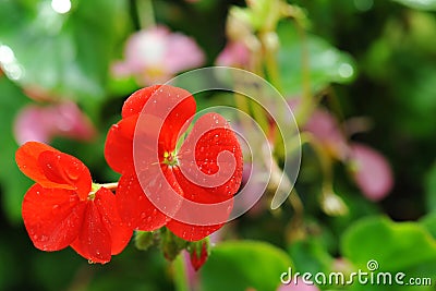 Beautiful geranium flowers Stock Photo