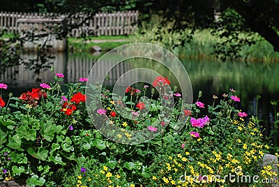 Beautiful Geranium in a Garden in Lienz. Stock Photo
