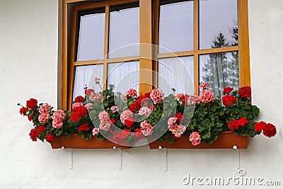 Beautiful geranium on the window of a rural house Stock Photo