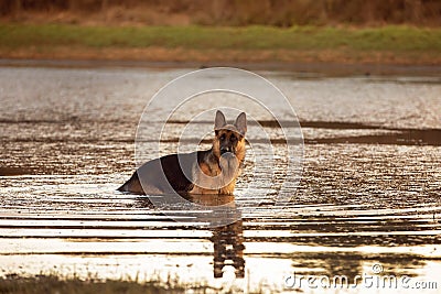 A beautiful German Shepard dog standing in a lake. Stock Photo