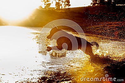 A beautiful German Shepard running into a lake. A silhouette Stock Photo