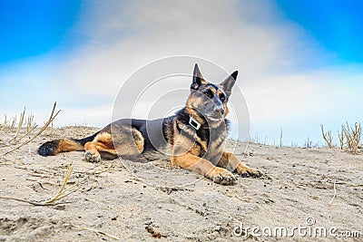 A beautiful German Shepherd Stock Photo