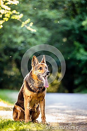 Beautiful German Shepherd dog Stock Photo