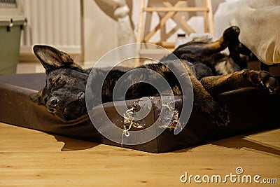 A beautiful German Shepherd dog is sleeping in his dog bed and has nice dreams in a house in Skaraborg in Vaestra Goetaland in Stock Photo