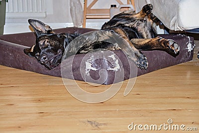 A beautiful German Shepherd dog is sleeping in his dog bed and has nice dreams in a house in Skaraborg in Vaestra Goetaland in Stock Photo