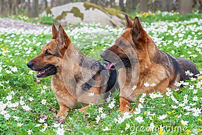 Beautiful german shepherd dogs Stock Photo