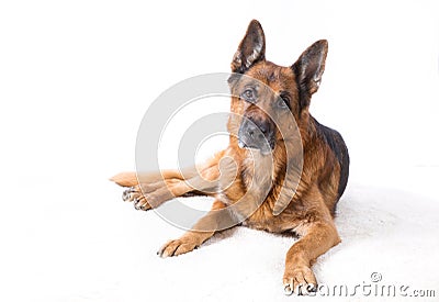 Beautiful German shepherd Stock Photo