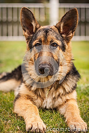 Beautiful German shepherd portrait. Stock Photo