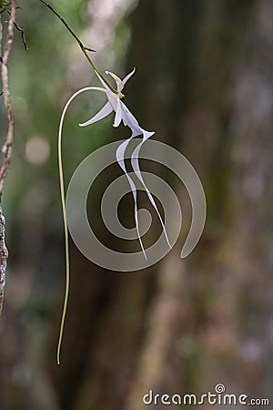 Beautiful Ghost Orchid flower suspended from the gnarled trunk of a mossy tree Stock Photo