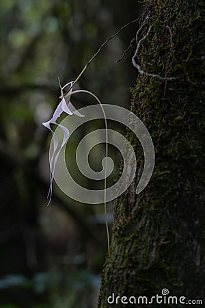 Ghost Orchid white flower hanging near the mossy tree trunk Stock Photo
