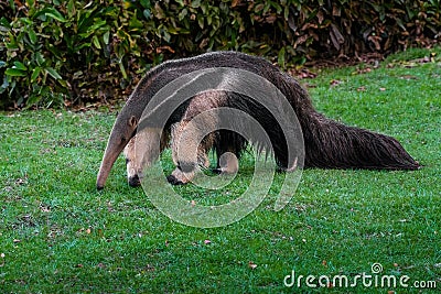 Beautiful Giant Anteater Stock Photo