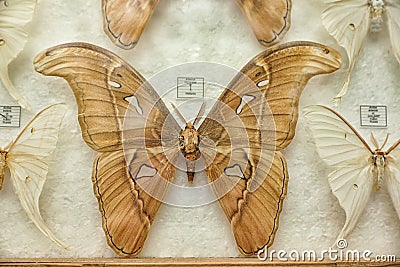 Beautiful Giant atlas moth butterfly on background Stock Photo