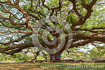 Beautiful giant samanea saman tree Stock Photo