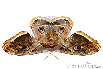 The beautiful giant silk moth butterfly Stock Photo