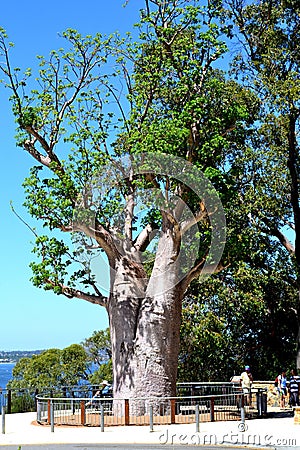 Beautiful tropical baobab tree Editorial Stock Photo