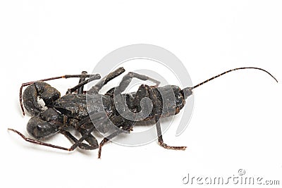 Close up of whip scorpion or vinegarroon Mastigoproctus giganteus on white background Stock Photo