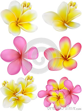 Beautiful gift card with yellow and pink plumerias Vector Illustration