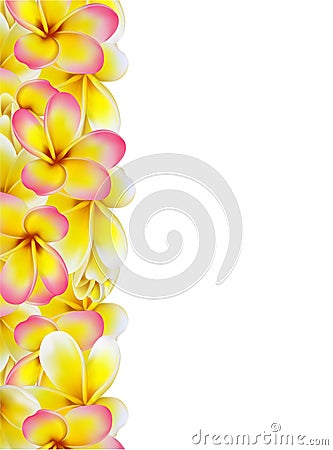 Beautiful gift card with yellow and pink plumerias Vector Illustration