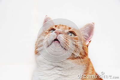 Beautiful ginger cat Stock Photo