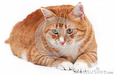 Beautiful ginger cat Stock Photo