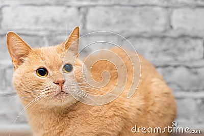 beautiful ginger cat looks up shot close-up Stock Photo
