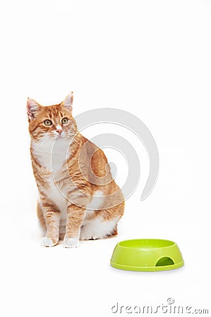 Beautiful ginger cat Stock Photo