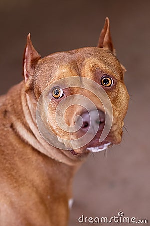 Beautiful ginger dog of American PitBull terrier breed, red female with melancholy look, old school ear cut. Close up portrait of Stock Photo