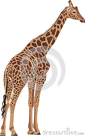 Beautiful giraffe Vector Illustration