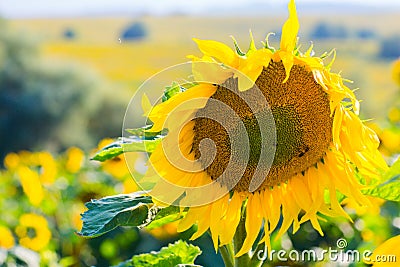Beautiful girl in black dres, field of sunflowers Stock Photo