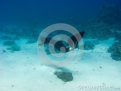 Beautiful girl with monofin swims above sea bottom Stock Photo