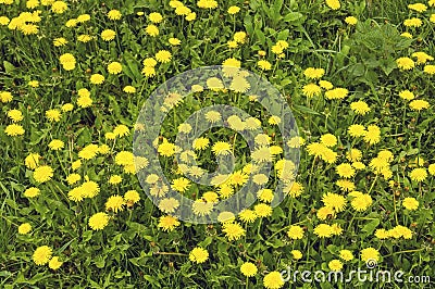 Beautiful glade with zoloty dandelions Stock Photo
