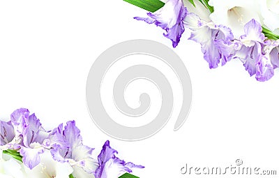 Beautiful gladiolus flowers isolated on white background. Frame violet violet flower Stock Photo