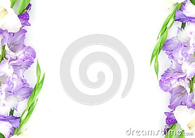 Beautiful gladiolus flowers isolated on white background. Frame violet violet flower Stock Photo